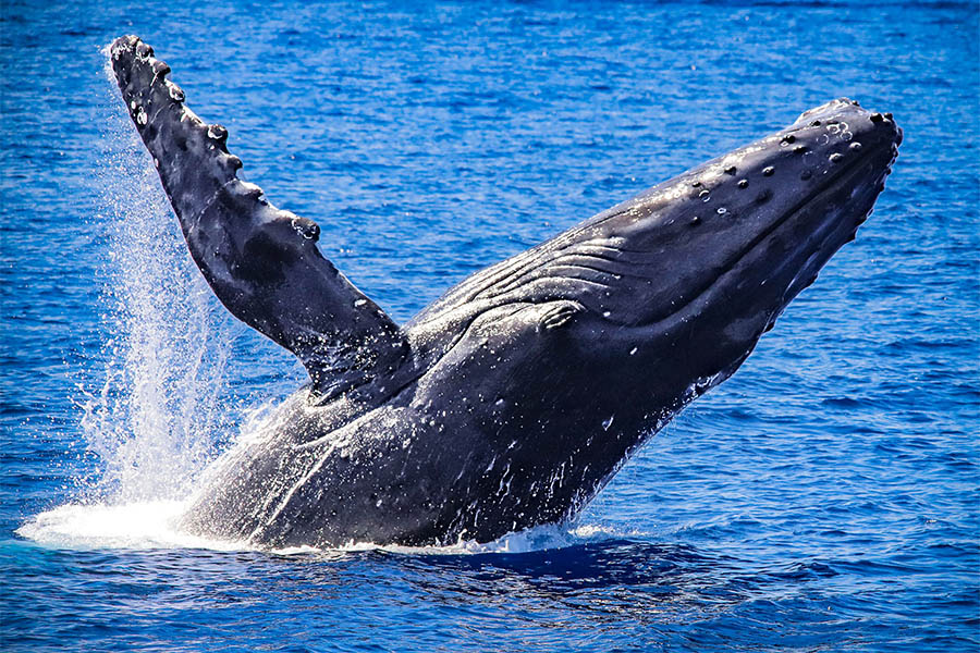 Maui Whale Watching