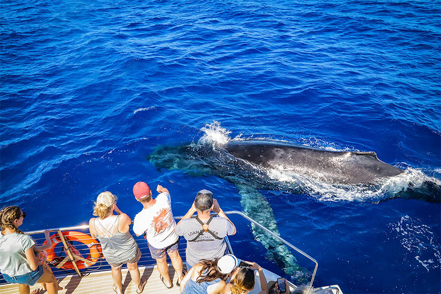 Humpback whale breaching in Maui waters during a whale watching tour