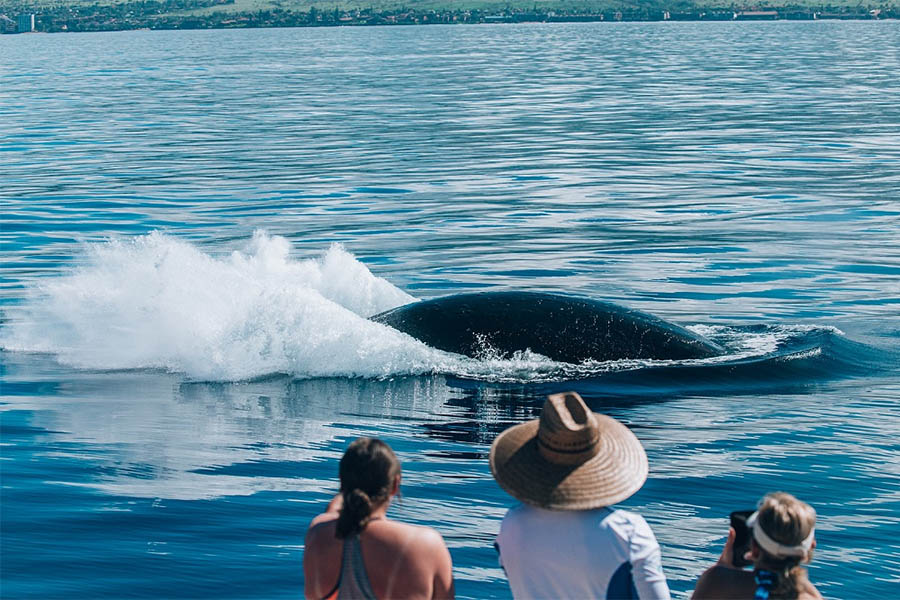 Guests watching humpback whales from the boat on a Maui whale watching tour
