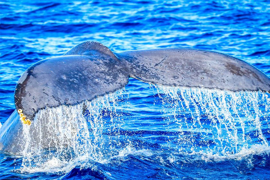 Whale Watch in Maui