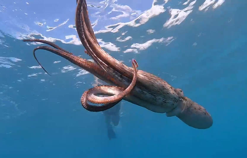 Maui Kaanapali Snorkle Trips