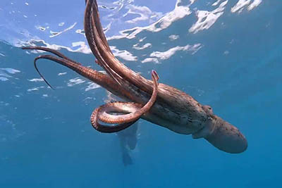 Maui Kaanapali Snorkle Trips